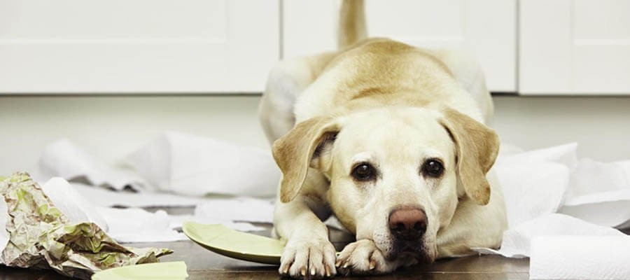 5 Common Dog Behavior Problems and How to Solve Them